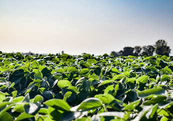 Análisis del ejercicio Agropecuario 2024/25 Análisis del ejercicio Agropecuario 2024/25