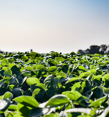 Análisis del ejercicio Agropecuario 2024/25