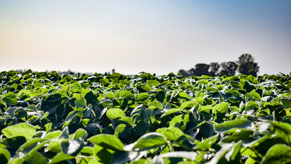 Análisis del ejercicio Agropecuario 2024/25