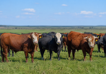 Análisis del ejercicio Agropecuario 2025/26
