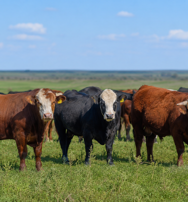 Análisis del ejercicio Agropecuario 2025/26